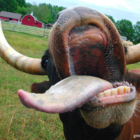 Codecademy profile picture for @imo