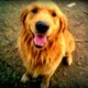 Codecademy profile picture for @flash