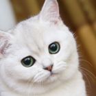 Codecademy profile picture for @reactor
