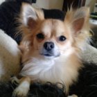 Codecademy profile picture for @Tor