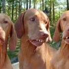 Codecademy profile picture for @crusher