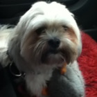 Codecademy profile picture for @bells