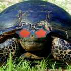 Codecademy profile picture for @Oj