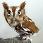 Codecademy profile picture for @Screech
