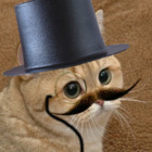 Codecademy profile picture for @chicken