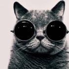 Codecademy profile picture for @Rous