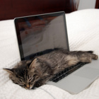 Codecademy profile picture for @Cocoa
