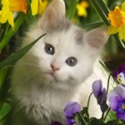 Codecademy profile picture for @Catty