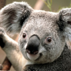 Codecademy profile picture for @Ecstasy
