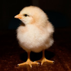 Codecademy profile picture for @Cowboy