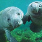 Codecademy profile picture for @Manatee