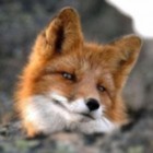 Codecademy profile picture for @coolness
