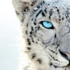 Codecademy profile picture for @Comstock