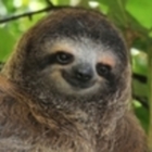 Codecademy profile picture for @Parrots