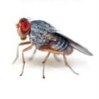 Codecademy profile picture for @Madeira