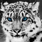 Codecademy profile picture for @bootleg