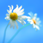 Codecademy profile picture for @pecan