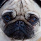 Codecademy profile picture for @Mops