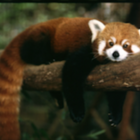 Codecademy profile picture for @Nichols