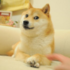 Codecademy profile picture for @Waddle