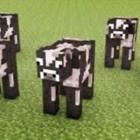 Codecademy profile picture for @Cows