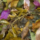 Profile image of hojarasca_