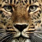 Codecademy profile picture for @leopards