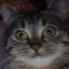 Codecademy profile picture for @Oblique